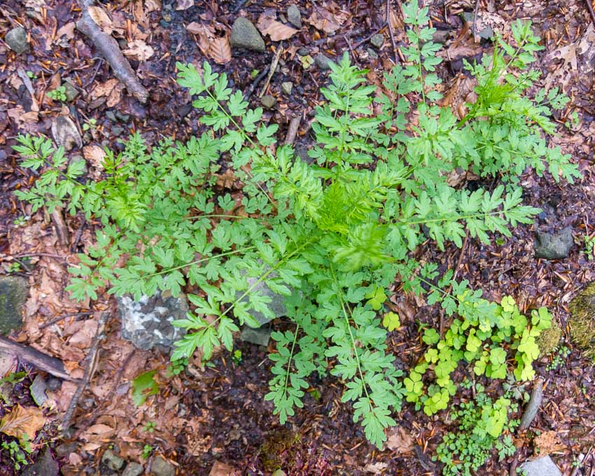 Cardamine impatiens / Billeri comune